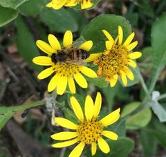 Osteospermum moniliferum
