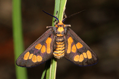 Eressa geographica