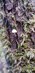 Mycena carmeliana
