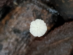 Mycena epipterygioides