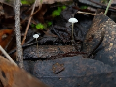 Mycena epipterygioides