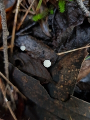 Mycena epipterygioides