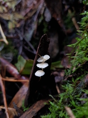 Mycena epipterygioides