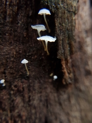 Mycena epipterygioides