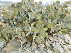 Opuntia rufida