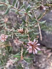 Grevillea phylicoides
