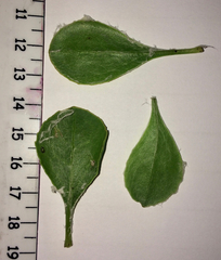 Osteospermum moniliferum