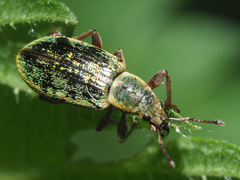 Polydrusus impar