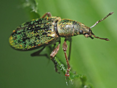 Polydrusus impar