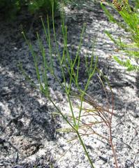 Tordylieae