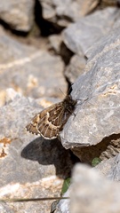 Aulocera nanshanicus