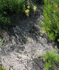 Tordylieae
