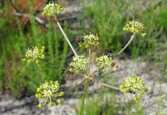 Tordylieae
