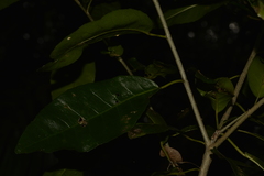 Croton verreauxii