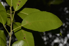 Croton verreauxii