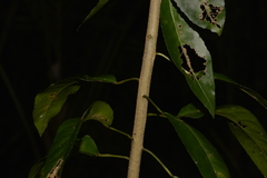Croton verreauxii