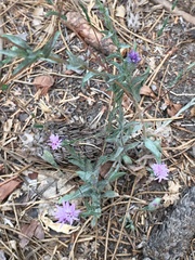 Lessingia leptoclada