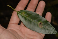 Croton verreauxii
