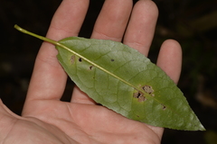 Croton verreauxii