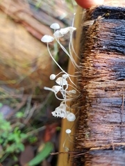 Mycena maldea