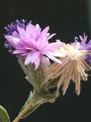 Lessingia leptoclada