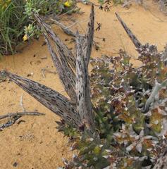 Quaqua armata maritima