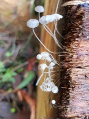 Mycena maldea