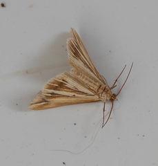 Chiasmia turbulentata