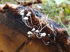 Mycena maldea