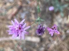 Lessingia leptoclada