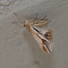 Chiasmia turbulentata