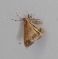Chiasmia turbulentata
