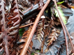 Mycena maldea