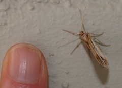Chiasmia turbulentata