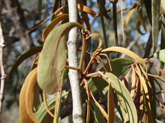 Amyema pendula pendula
