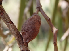 Amyema pendula pendula