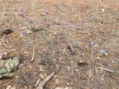 Lessingia leptoclada