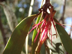 Amyema pendula pendula