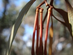Amyema pendula pendula