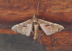 Leucinodes laisalis