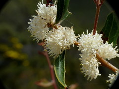 Hakea anadenia