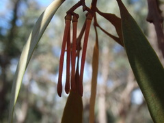 Amyema pendula pendula