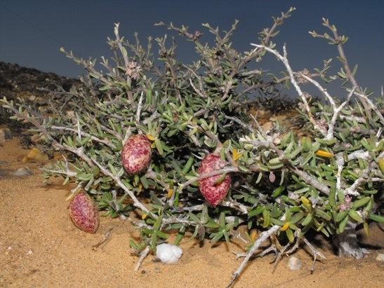 Rhyssolobium