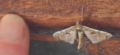 Leucinodes laisalis