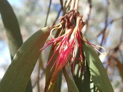 Amyema pendula pendula