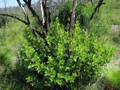 Searsia lucida lucida