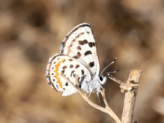 Euphilotes pallescens elvirae