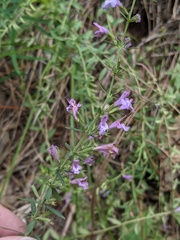 Hedeoma hyssopifolia