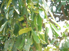 Garcinia xanthochymus