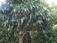 Garcinia xanthochymus